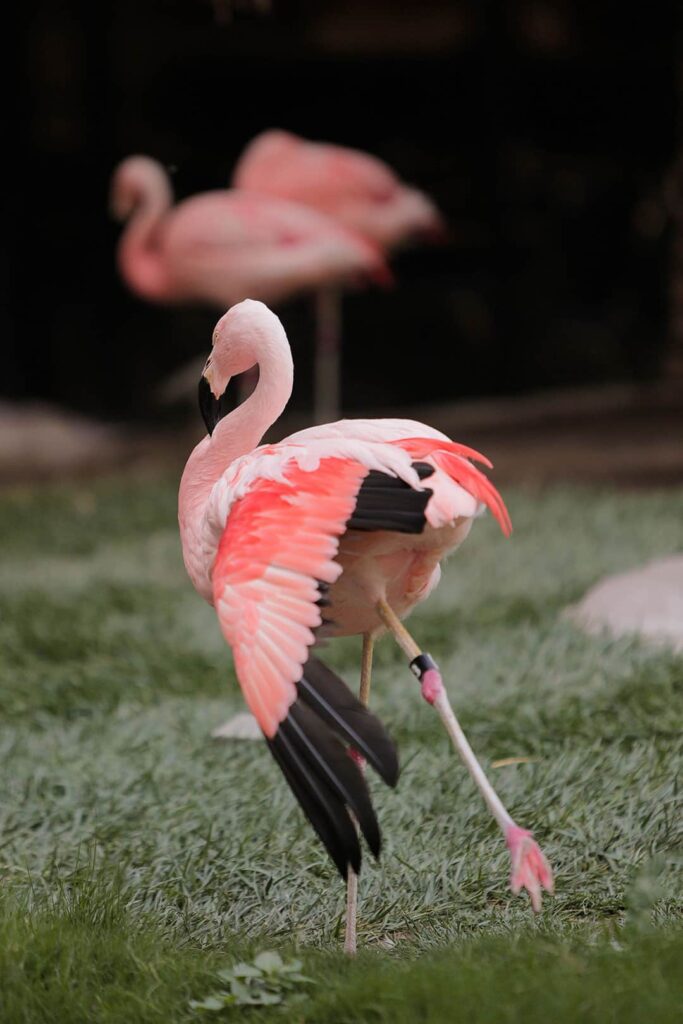 flamingo hotel flamingos