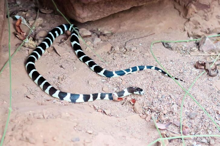 gold strike hot springs snakes
