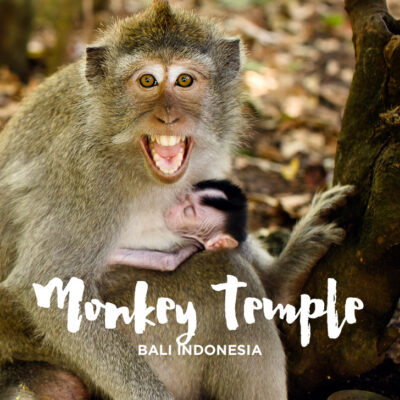Uluwatu Temple Monkeys in Bali Indonesia.