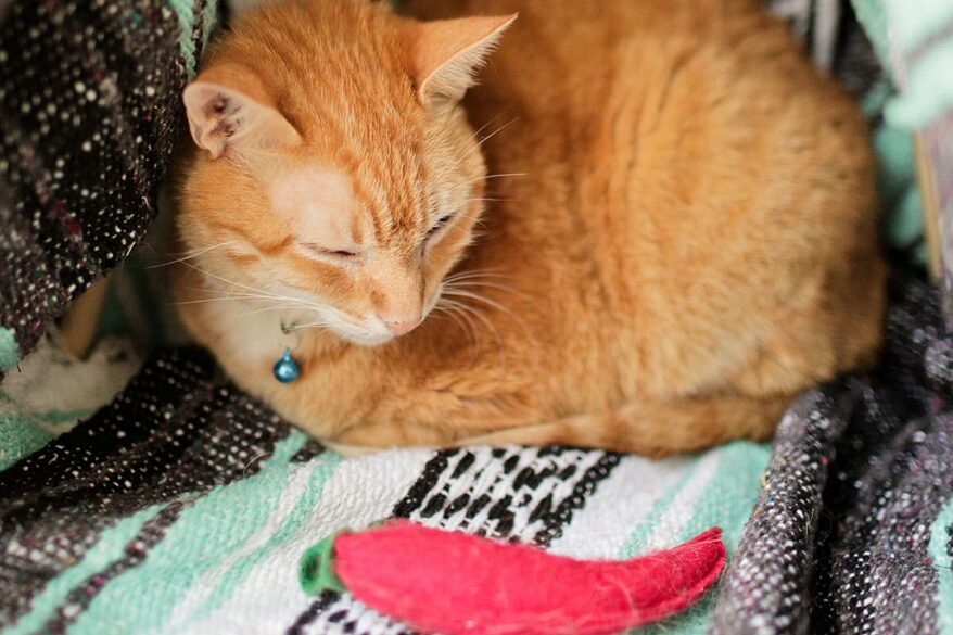 DIY Cat Teepee Tutorial - Adventures of Mika and Sebastian