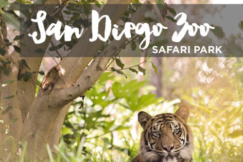 San Diego Wild Animal Park – Run Cheetah Run!