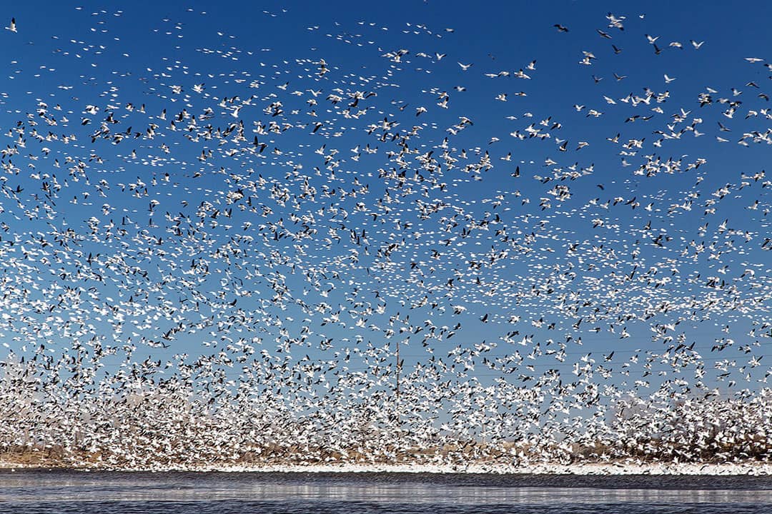 nebraska bird migration
