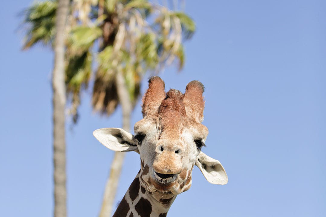 You are currently viewing San Diego Zoo vs Safari Park – What You Need to Know