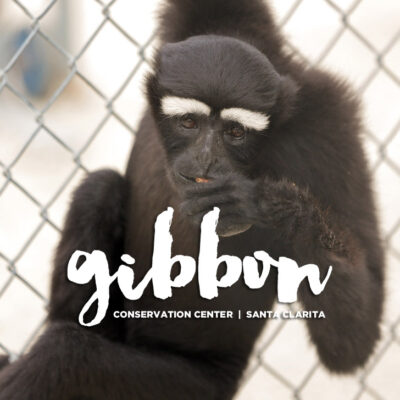 Gibbon Conservation Center Santa Clarita CA.