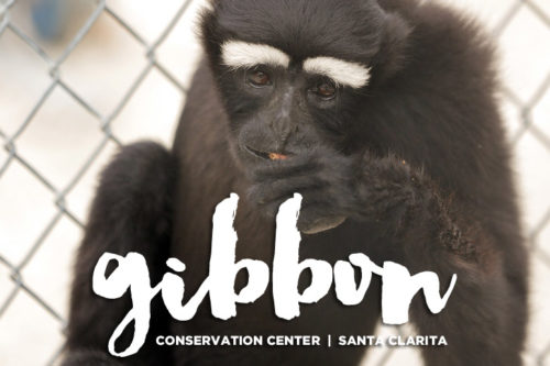 Singing with Gibbons at the Gibbon Conservation Center