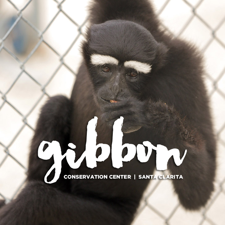 You are currently viewing Singing with Gibbons at the Gibbon Conservation Center
