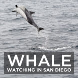 San Diego Whale Watching Tours