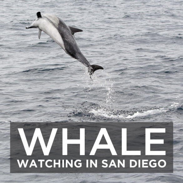 Whale Watching San Diego with Pacific Nature Tours