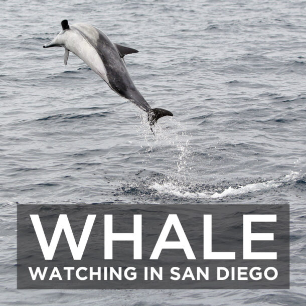 Whale Watching San Diego with Pacific Nature Tours