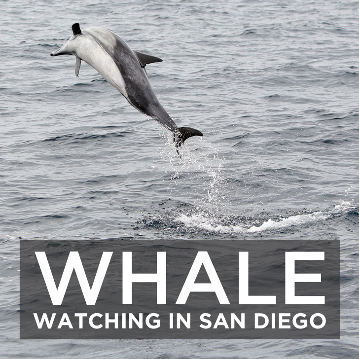 You are currently viewing San Diego Whale Watching Tours