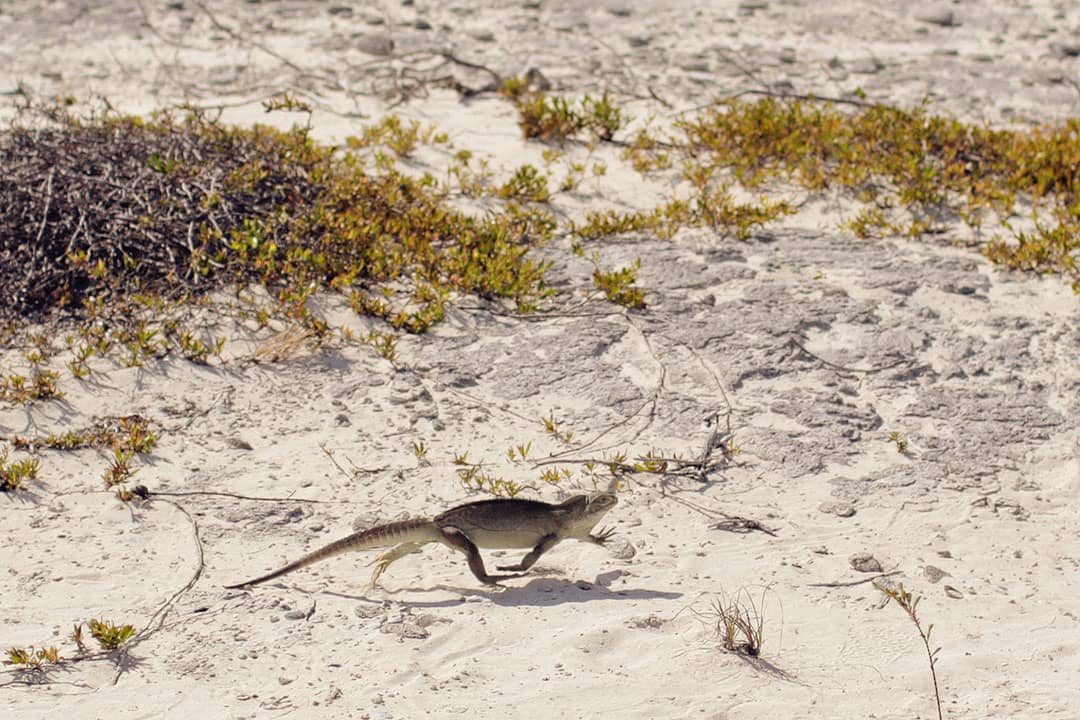 iguana island turks and caicos