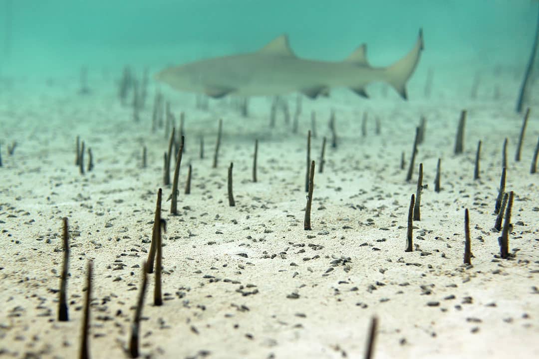 turks and caicos sharks