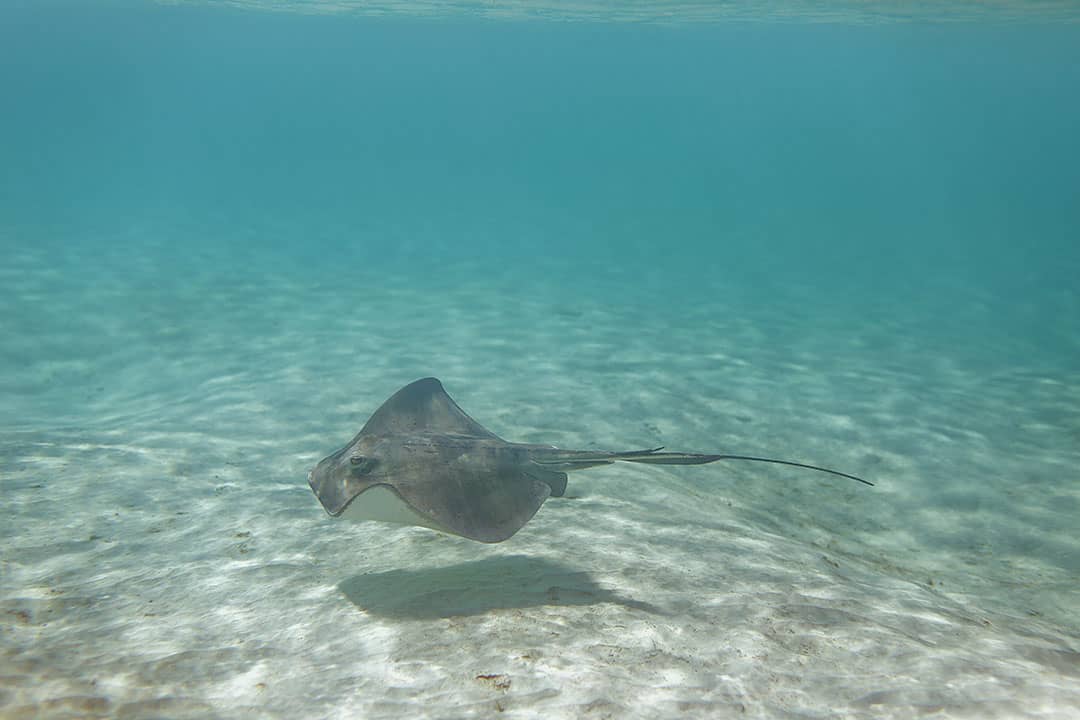 turks and caicos stingrays