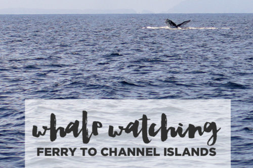 How to Get to Channel Islands – Whale Watching Channel Islands Ferry