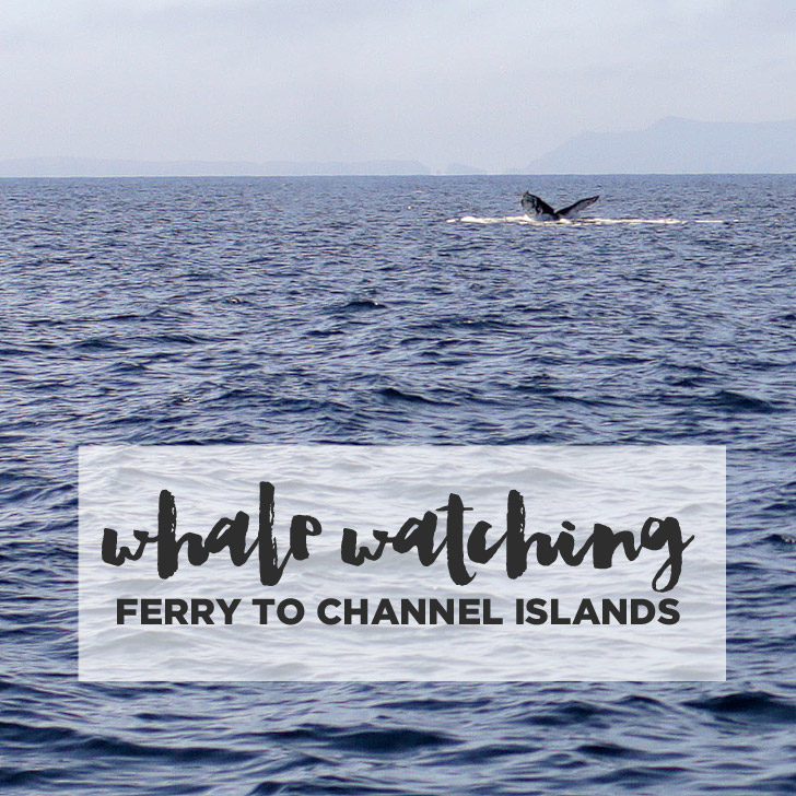 You are currently viewing How to Get to Channel Islands – Whale Watching Channel Islands Ferry