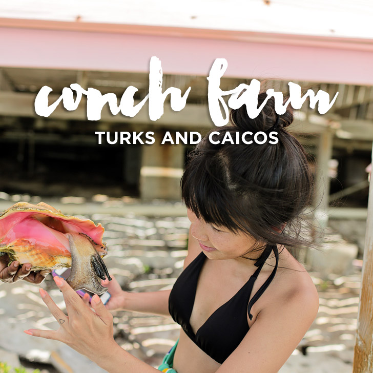 Providenciales Turks and Caicos Conch Farm - Only One in the World!