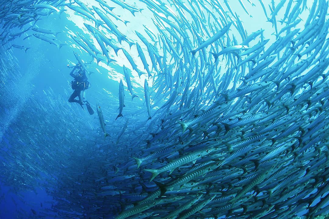 barracuda point sipadan diving + 25 Best Dive Sites in the World to Put on Your Bucket List