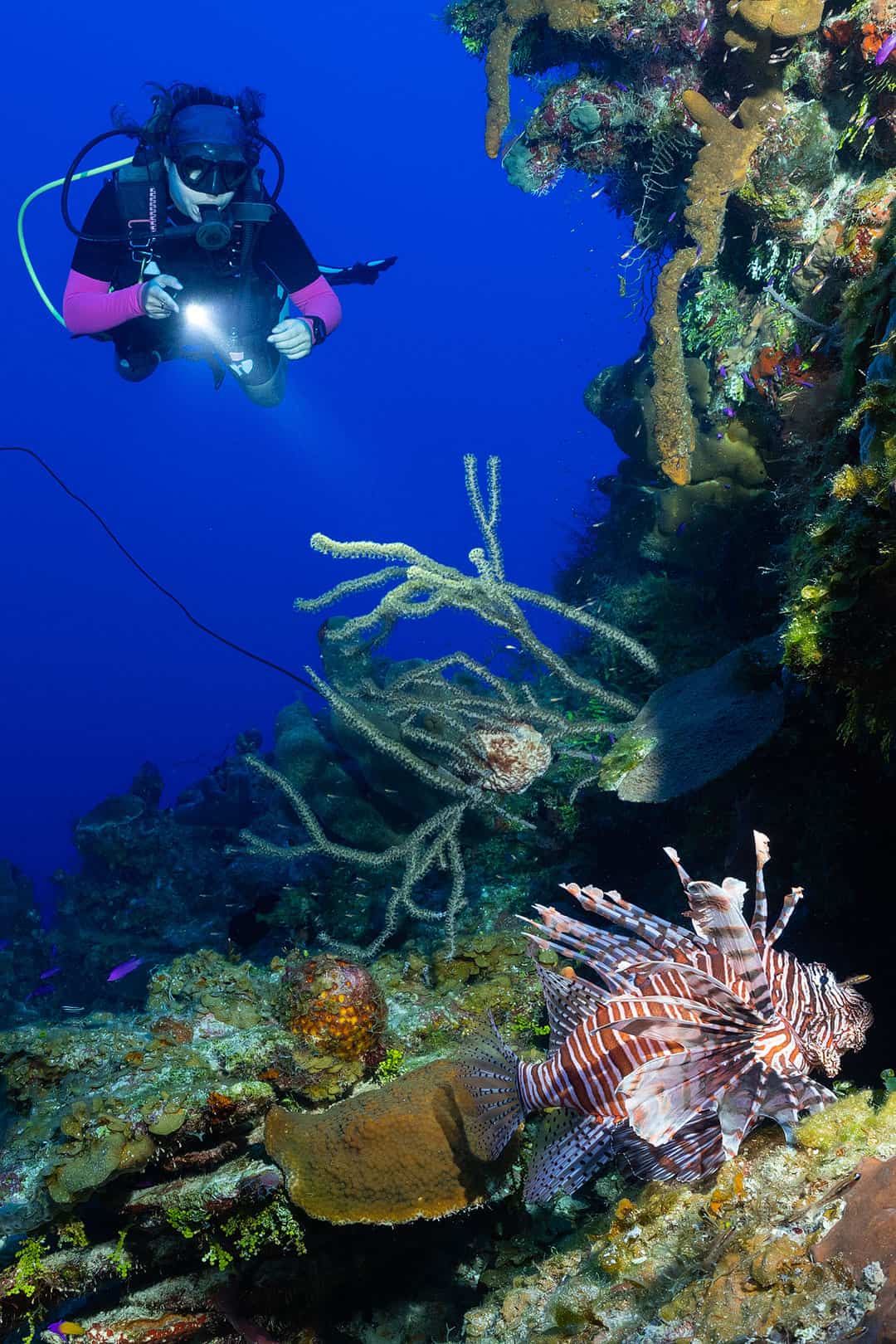 bloody bay wall little cayman