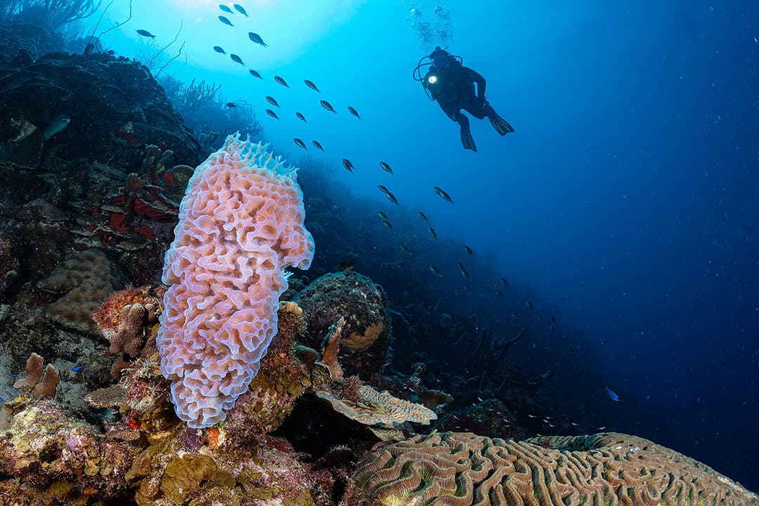 bonaire scuba diving