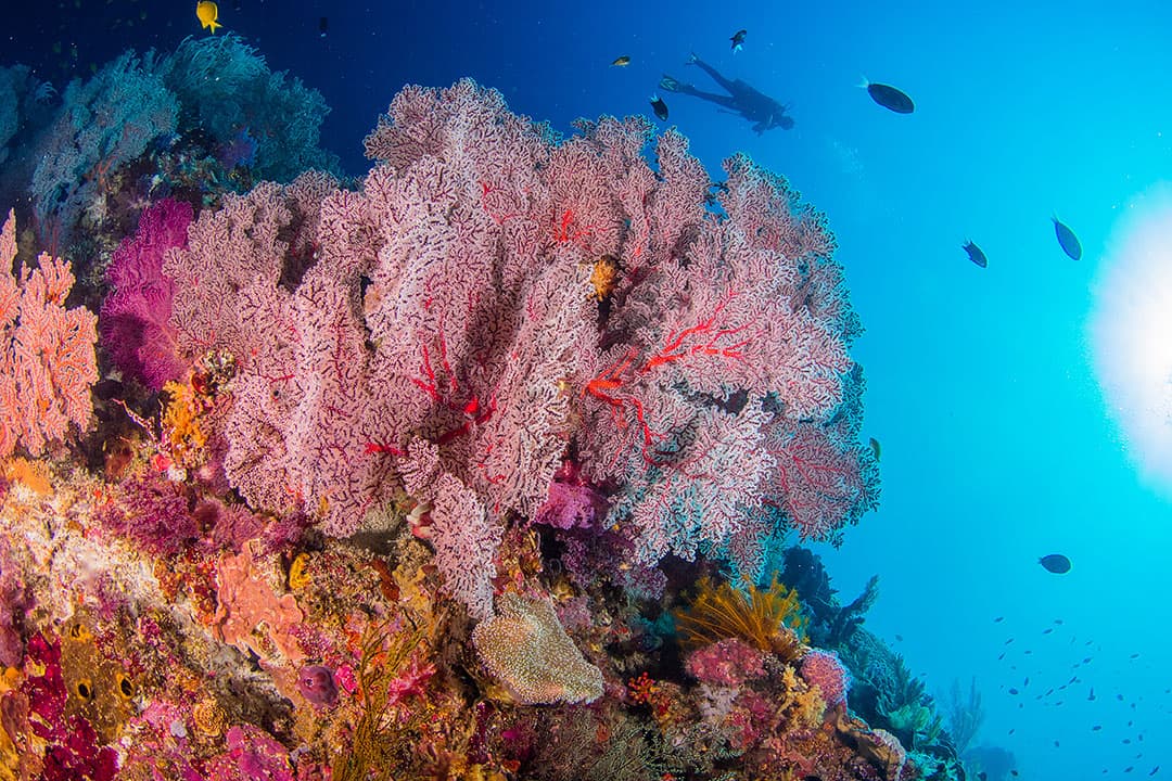 diving tubbataha reef Palawan Philippines + 25 Best Dive Sites in the World to Put on Your Bucket List