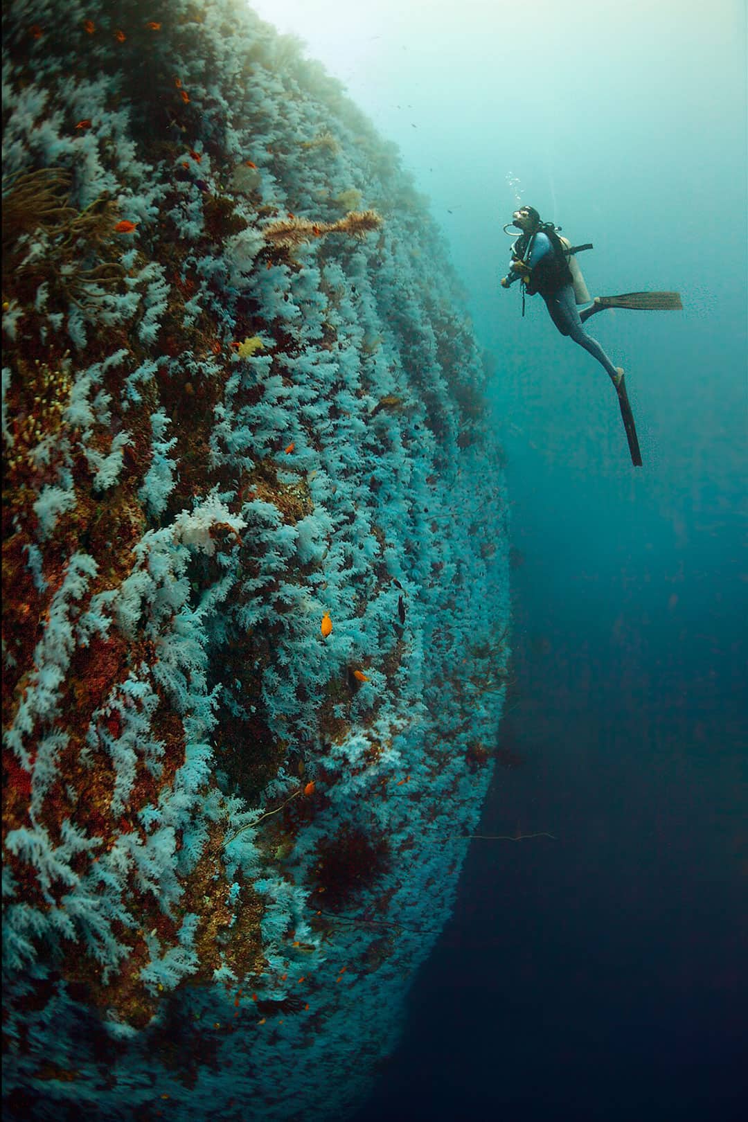 great white wall taveuni fiji scuba diving