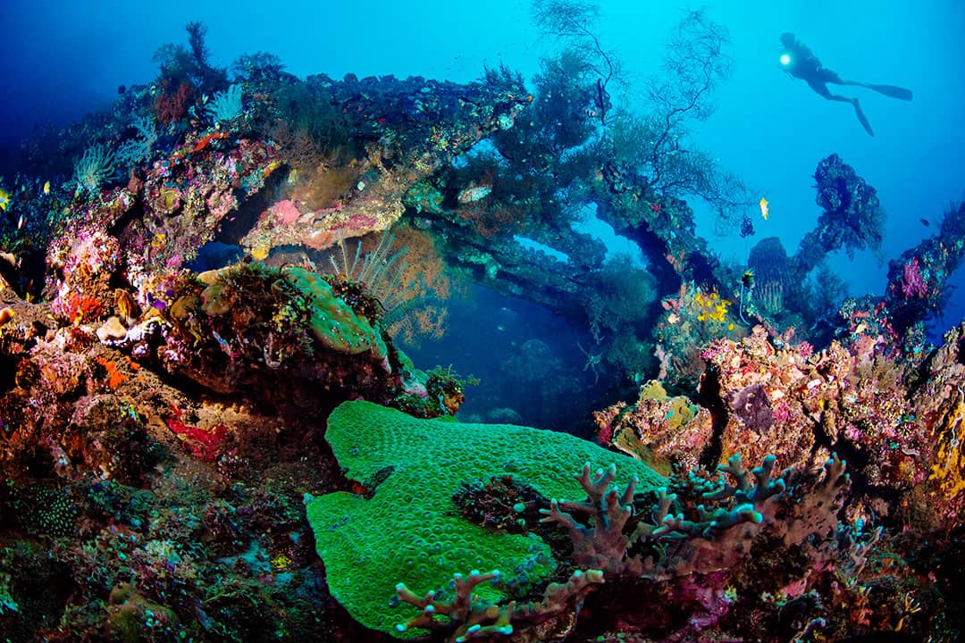 Torden smertestillende medicin Brise 25 Best Dive Sites in the World to Put on Your Bucket List