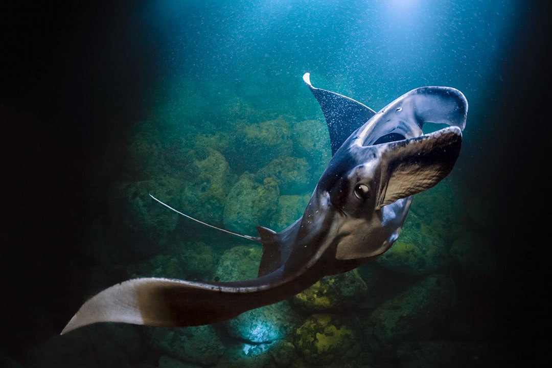 manta ray night dive kona + 25 Best Dive Sites in the World to Put on Your Bucket List