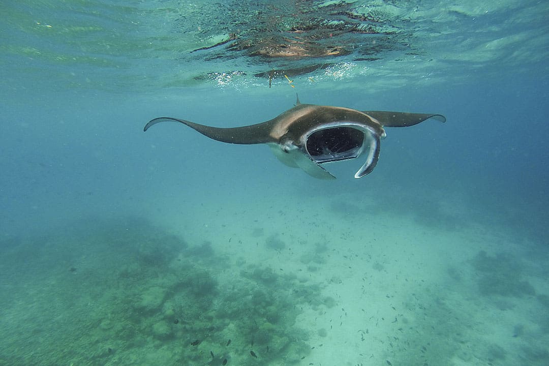 mozambique tofo diving