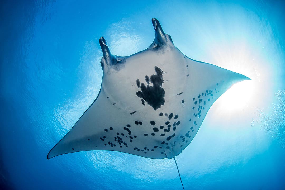 The best scuba diving spots in the world