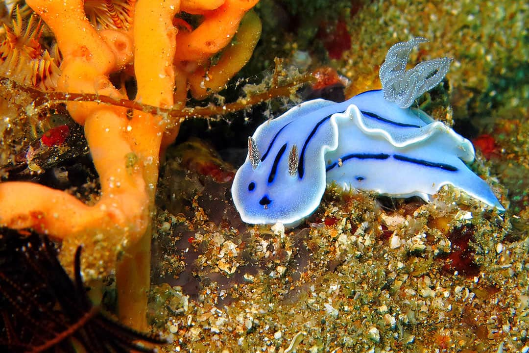 scuba diving vanuatu