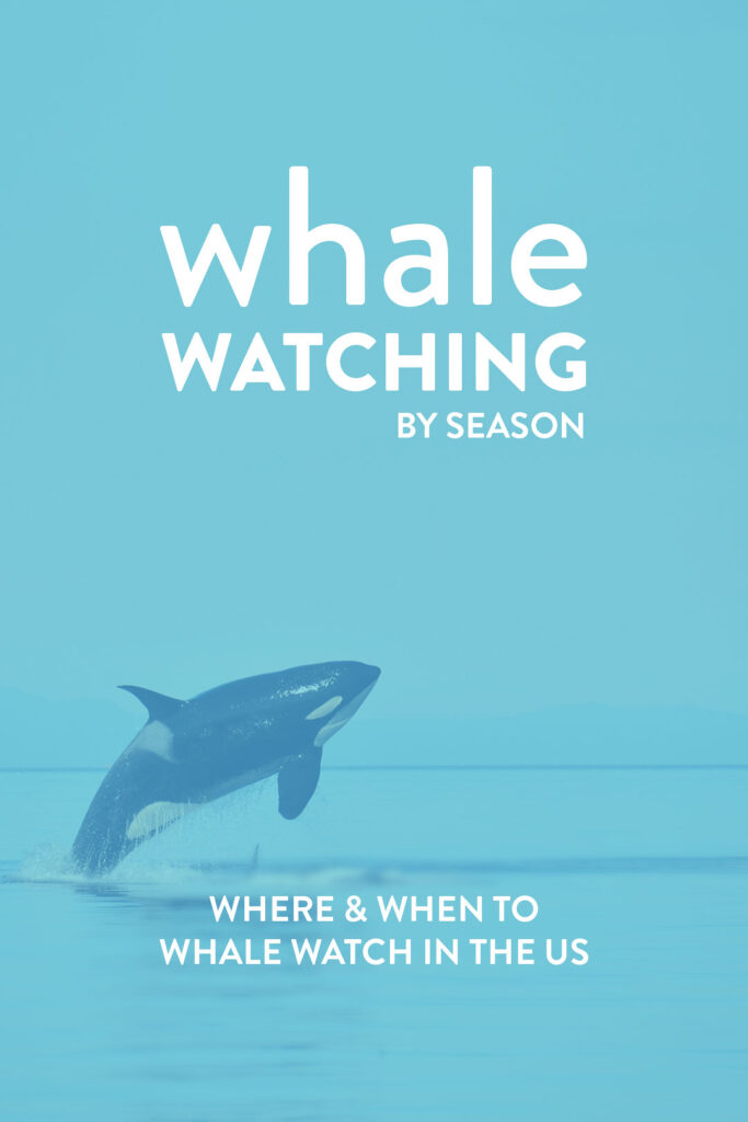 whale watching tours on east coast