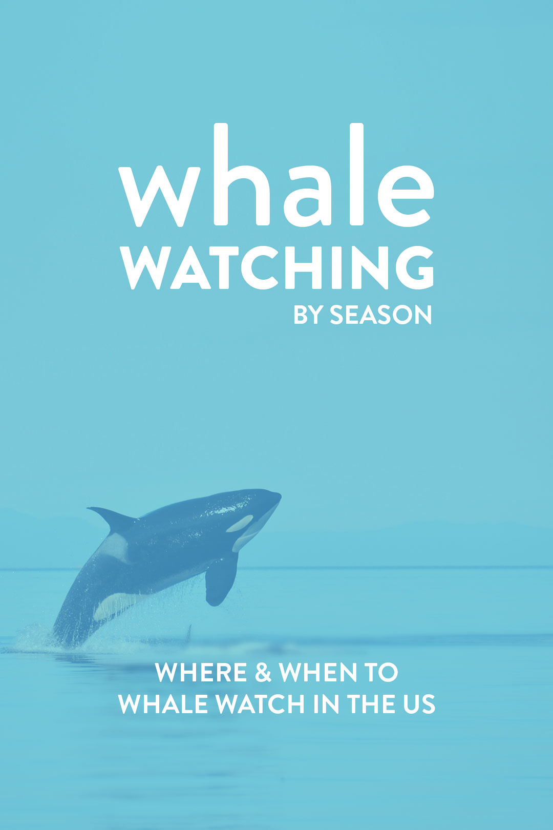 whale watching tour