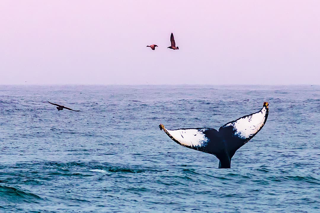 Big Sur Whale Watching Season + When and Where to Whale Watch in the US