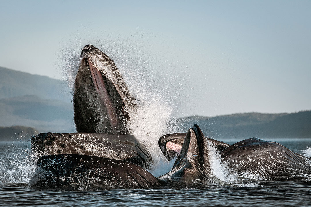 15 Best Places to Whale Watch in the US + When to Go