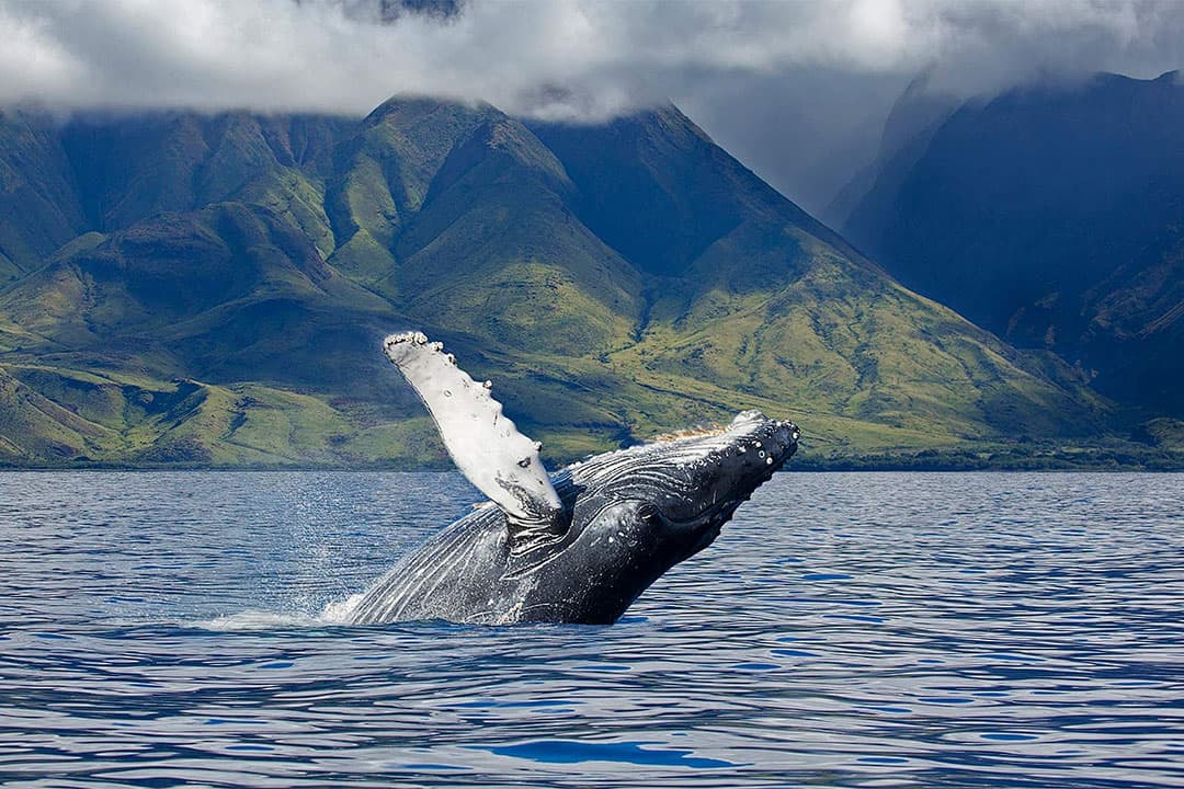 whale watching in maine