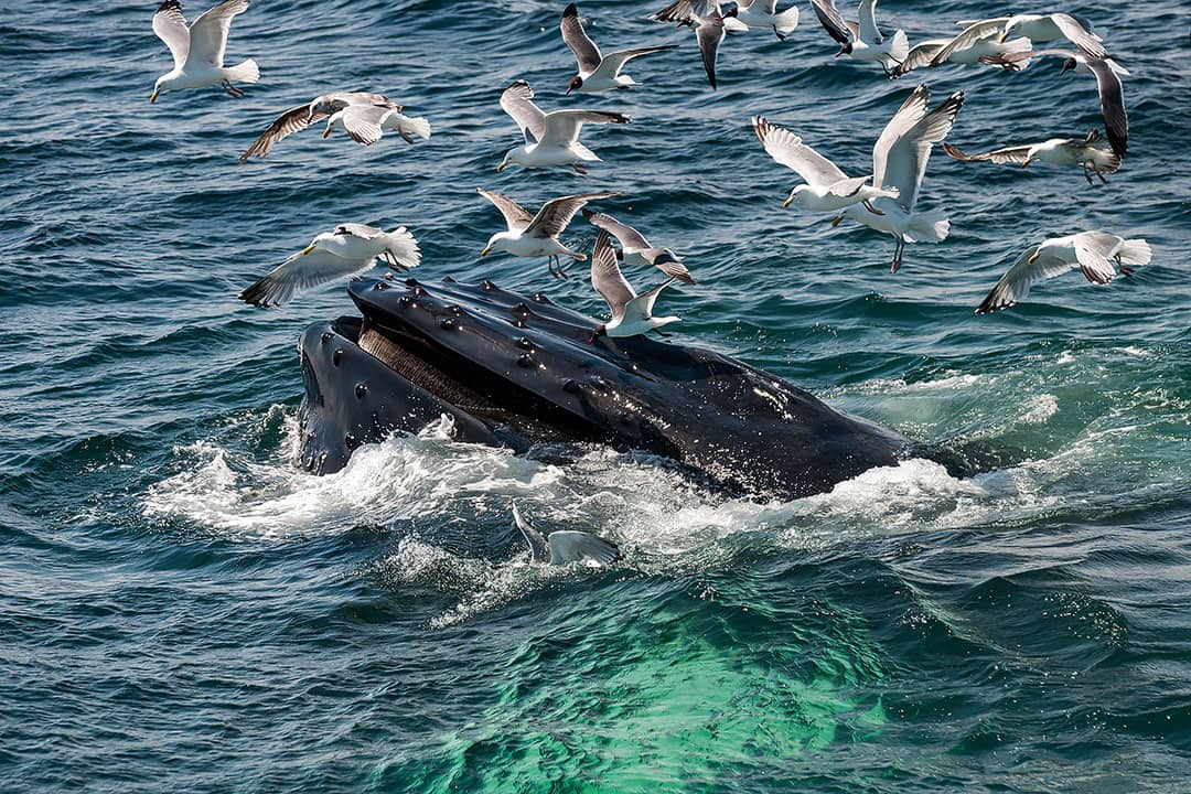 Whale Watching Cape Cod By Season + 15 Best Places for Whale Watching in America