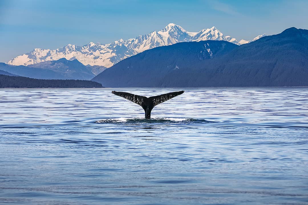 whale watching in alaska
