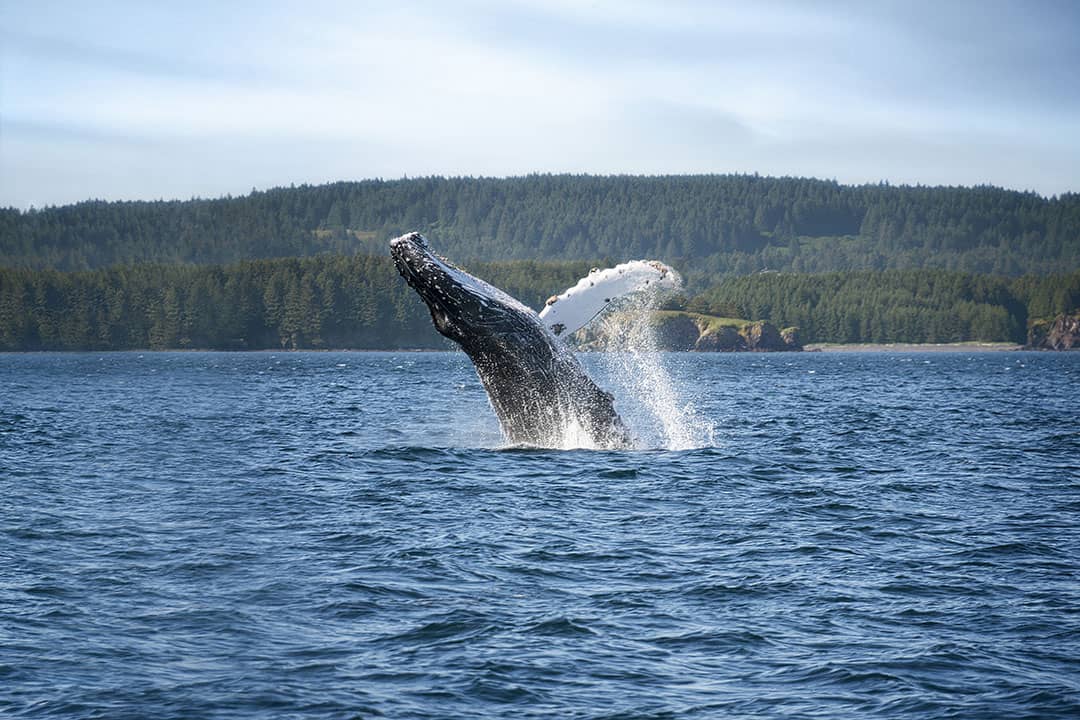 whale watching kodiak