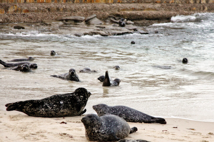 Visiting San Diego on a budget? Save this pin and click to see the 25 fun free things to do in San Diego California // Local Adventurer #sandiego #visitsandiego #california #visitcalifornia #usa #budgettravel