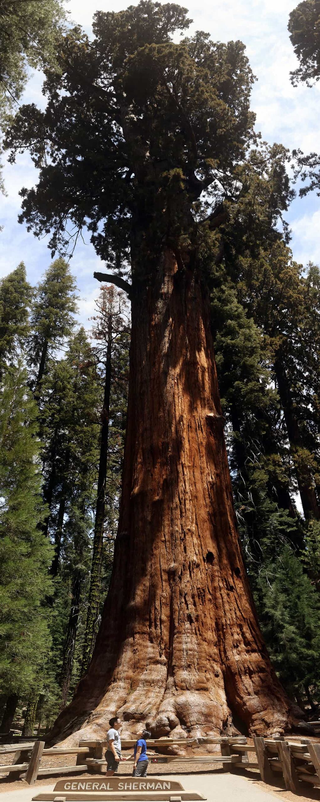 general sherman tree + 15 Amazing Things to Do in Sequoia National Park