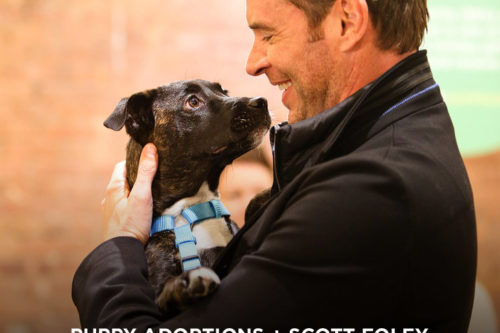 Puppy Adoptions + Scott Foley + Swiffer in NYC