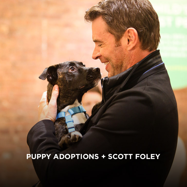 You are currently viewing Puppy Adoptions + Scott Foley + Swiffer in NYC