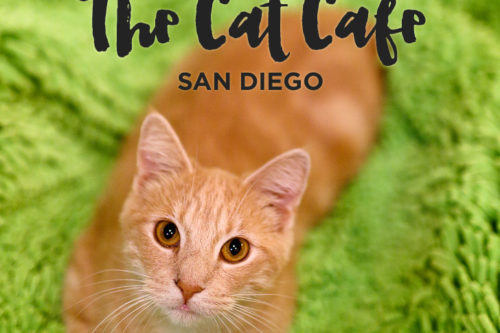 The First Cat Cafe in San Diego