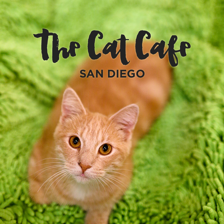 Cuddly Cats and Coffee at the Cat Cafe San Diego.