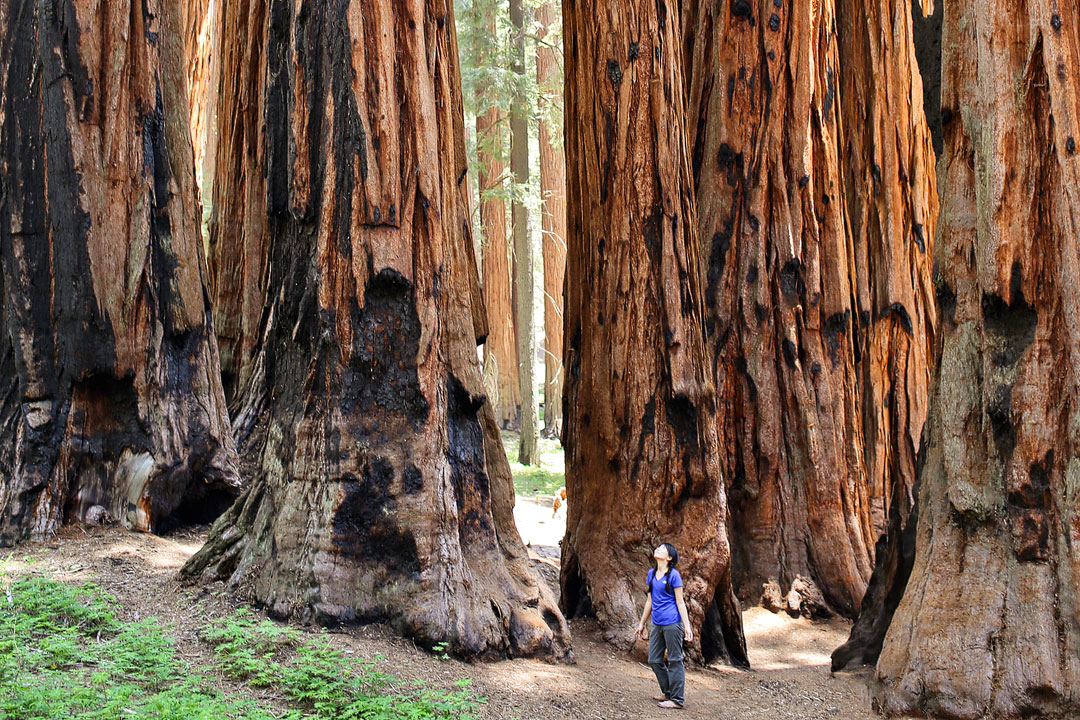  Sequoia and Kings Canyon National Parks Map (National