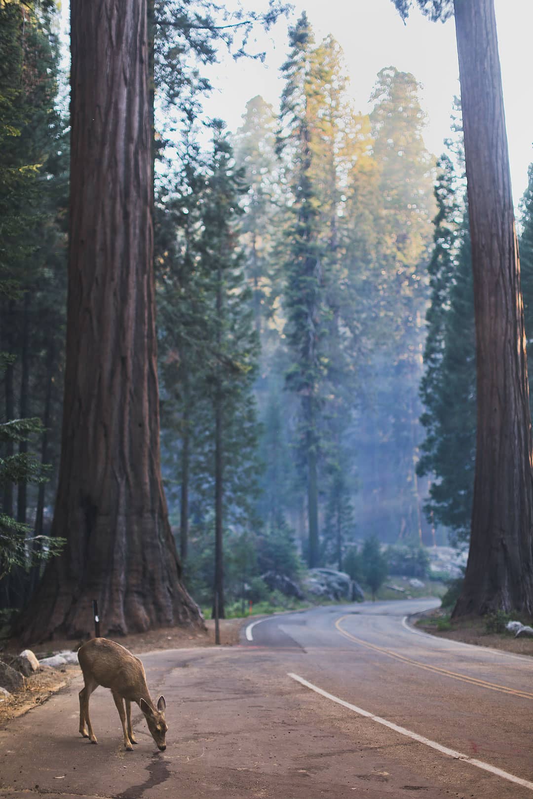 Visiting Sequoia National Park