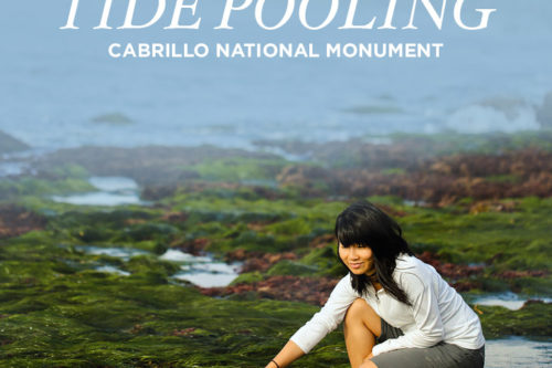 Amazing Sea Life at Cabrillo National Monument Tide Pools