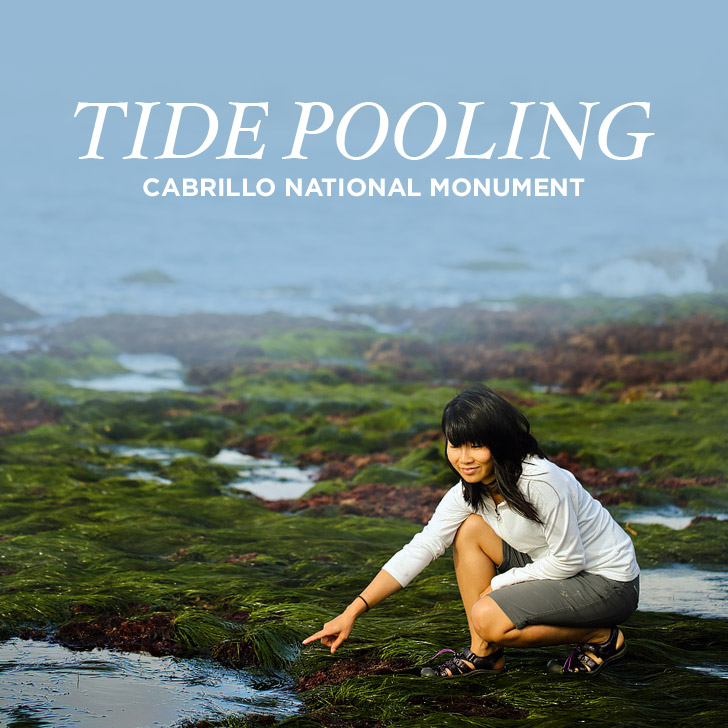 Tide Pooling - Finding Amazing Sea Life at the Cabrillo National Monument Tide Pools.