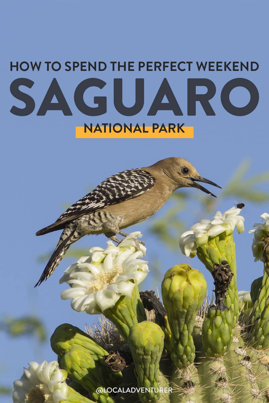 saguaro national park things to do