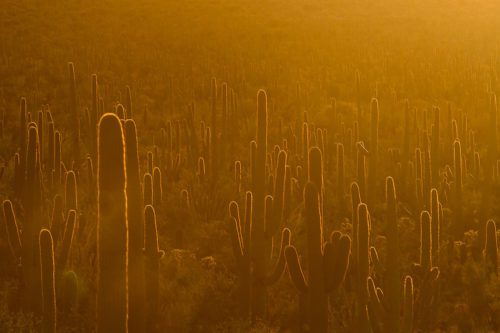 11 Beautiful Things to Do in Saguaro National Park